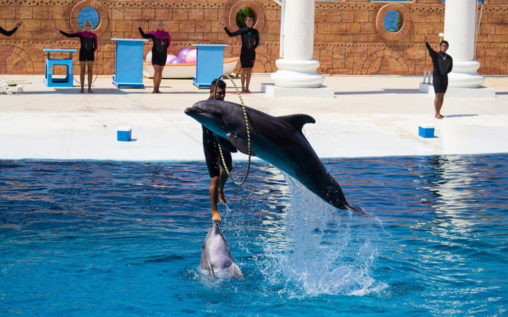 dolphin-show-manavgat