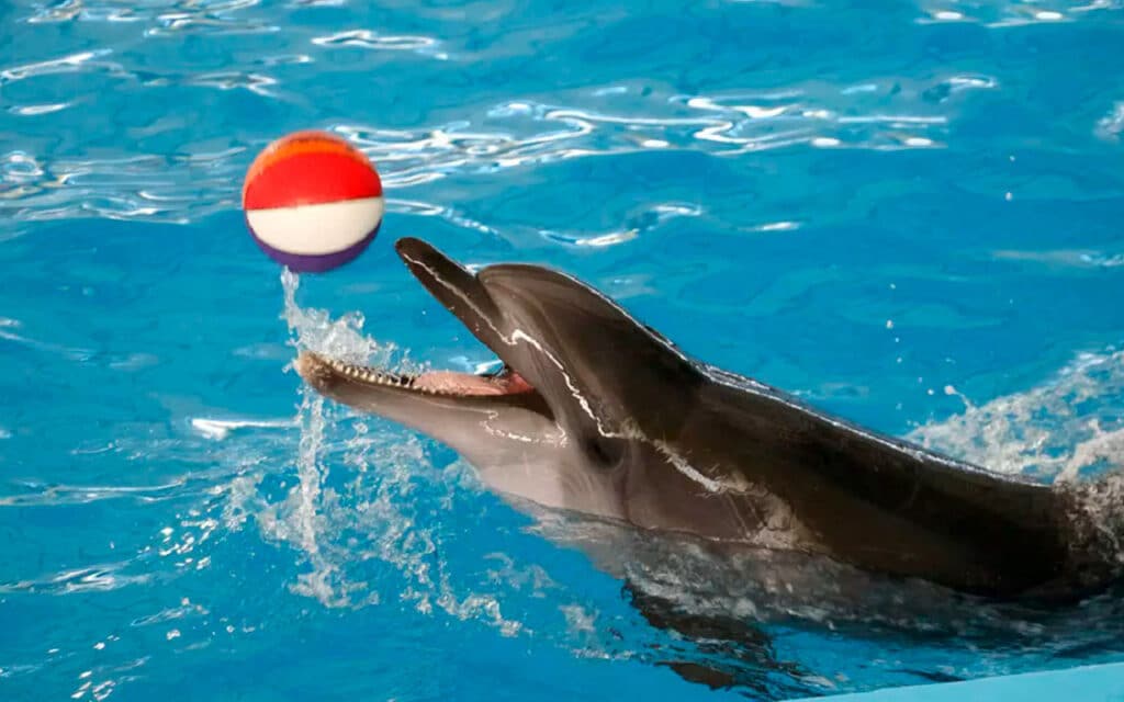 dolphin-show-side