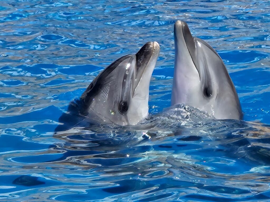dolphinshowantalya