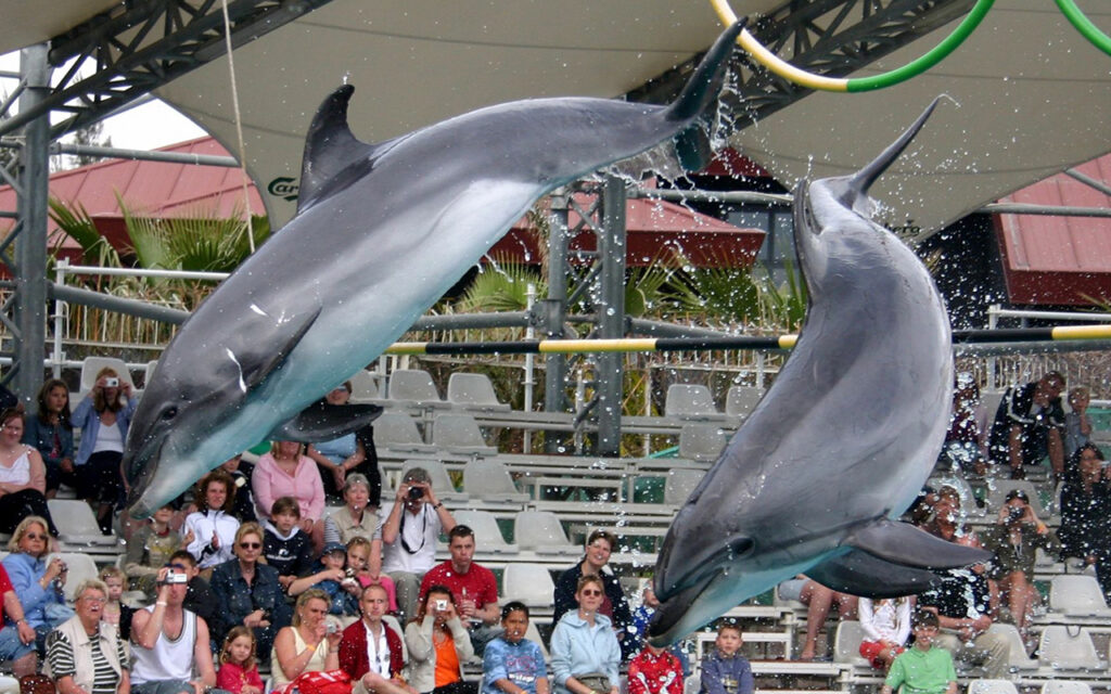 side-dolphin-show